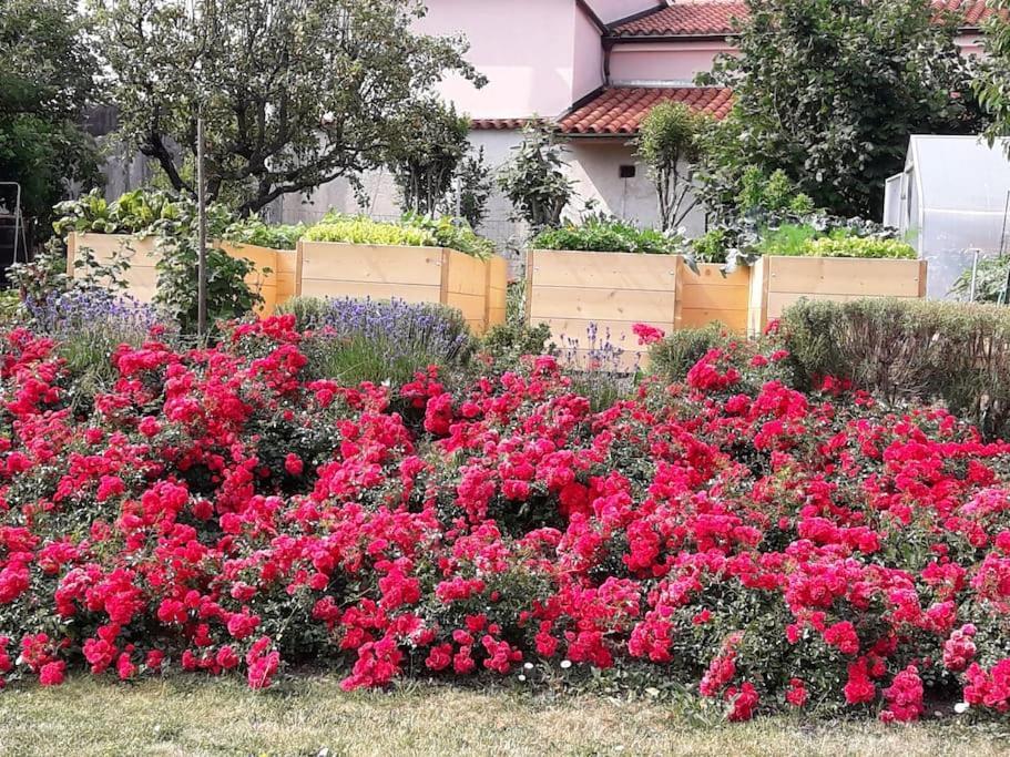 Apartma Oljka Pomjan Šmarje 외부 사진